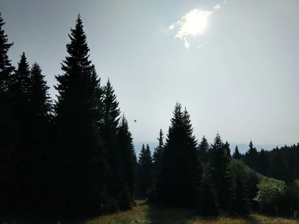 Vacker Fjällskog Landskap — Stockfoto