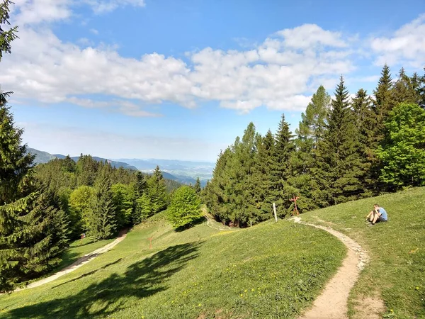 Schöne Grüne Waldlandschaft Bei Sonnigem Tag — Stockfoto