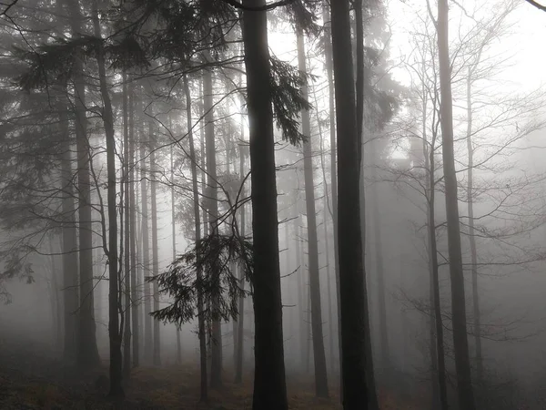 Gyönyörű Ködös Őszi Erdő — Stock Fotó