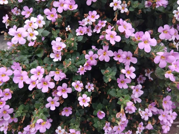 家中花园的紫色花朵 — 图库照片