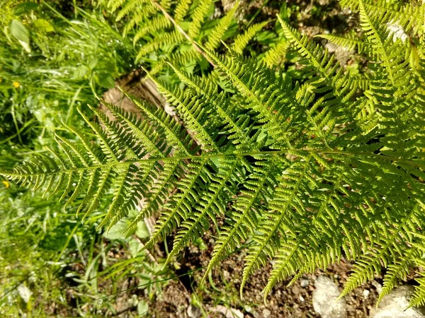 晴れた日に緑の草原 — ストック写真