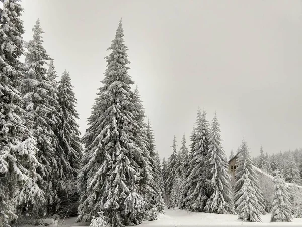 Příroda Pod Sněhem Během Zimy Slovensko — Stock fotografie