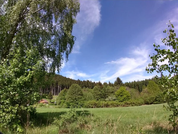 Prachtige Groene Bossen Zonnige Dag — Stockfoto