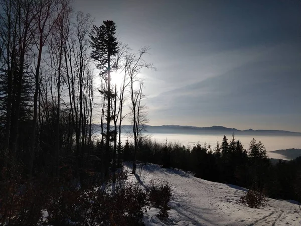 Naturen Snön Vintern Slovakien — Stockfoto