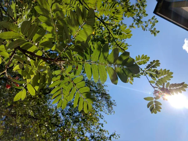 Grüne Blätter Auf Himmelshintergrund — Stockfoto
