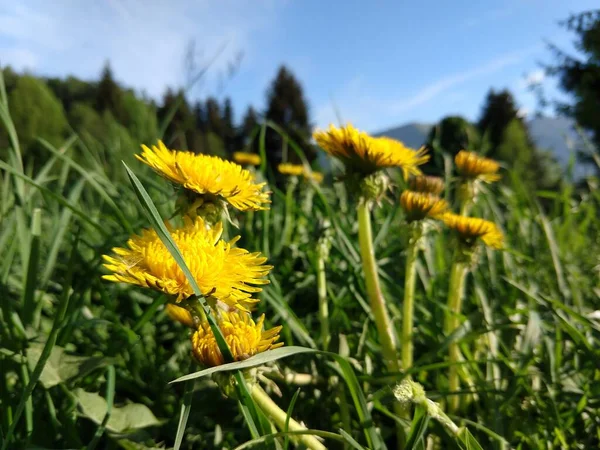 Gyönyörű Sárga Virágok Mezőn — Stock Fotó