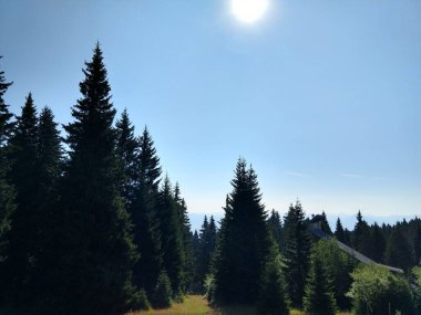 Güzel yeşil dağ orman