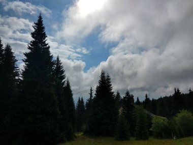 Güzel yeşil dağ orman