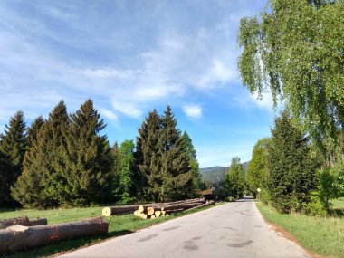 Güneşli bir günde yeşil ormanda yol