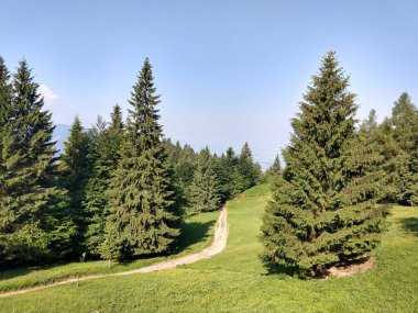 Güzel yeşil dağ orman