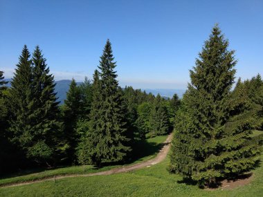 Güneşli bir günde güzel yeşil orman manzarası