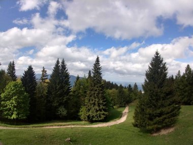 Güneşli bir günde dağ ormanı