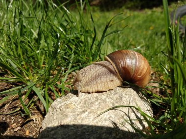Ormandaki salyangoz, yaklaş.