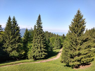 Güneşli bir günde güzel yeşil orman manzarası