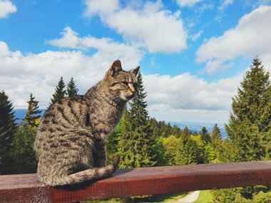 Tahta çitin üzerinde yatan kedi