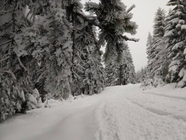 Kış boyunca kar altında doğa. Slovakya