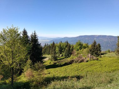 Güneşli bir günde dağ ormanı