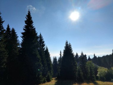 Gündüzleri güzel dağ ormanları