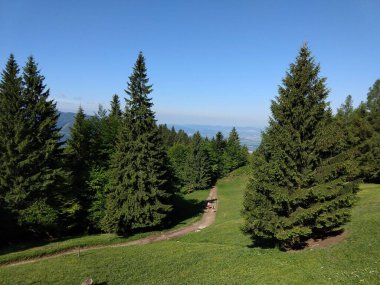 Güneşli bir günde güzel yeşil orman manzarası 