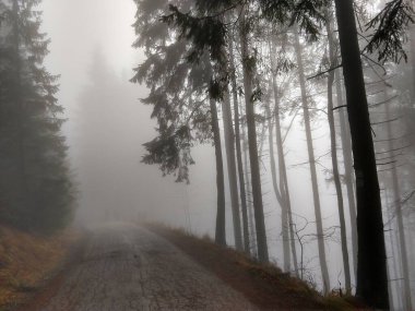 güzel sisli sonbahar orman