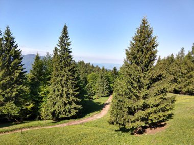 Güneşli bir günde güzel yeşil orman manzarası