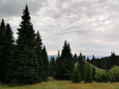 Güzel yeşil dağ orman