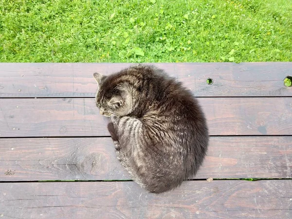猫は庭の木のベンチで寝る — ストック写真