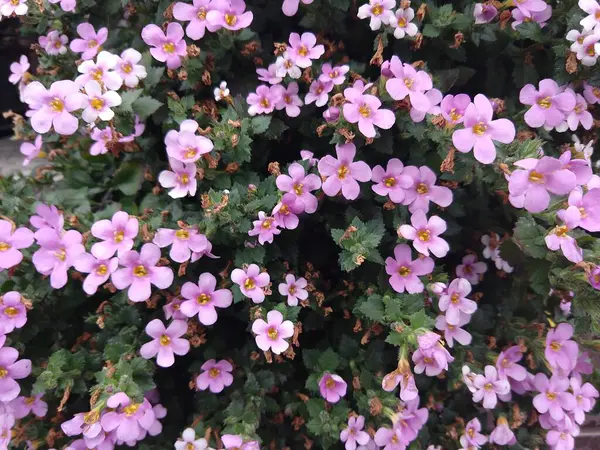 Fiori Viola Nel Giardino Casa — Foto Stock