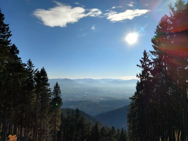 Pins Forêt Sur Fond — Photo