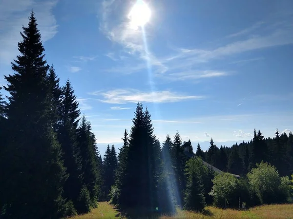 Vackra Gröna Bergskog — Stockfoto