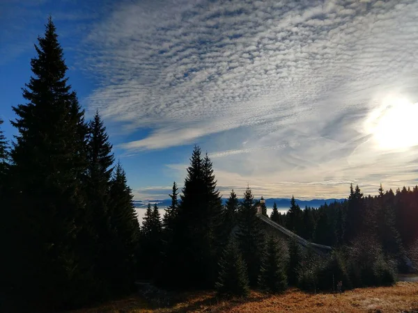 Hermoso Bosque Montaña Día Soleado — Foto de Stock