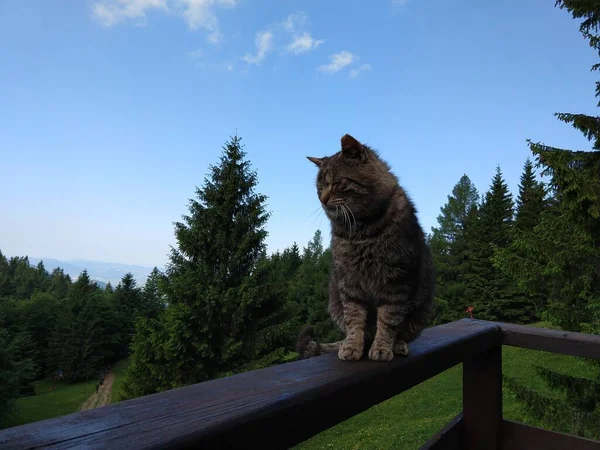 Kat Liggend Houten Balkon Tuin — Stockfoto