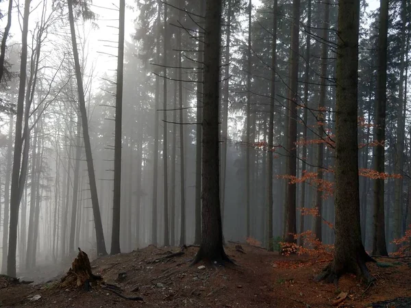 Prachtig Herfsthout Tijdens Herfst Slowakije — Stockfoto