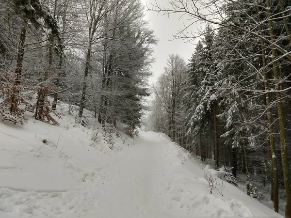 Nature Sous Neige Pendant Hiver Slovaquie — Photo