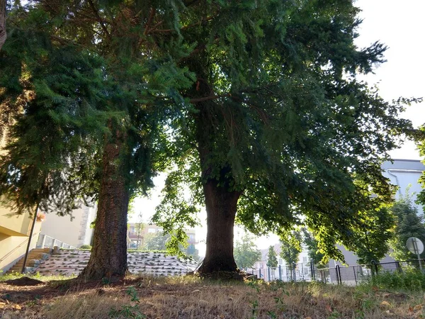 Bomen Het Park Van Europese Stad — Stockfoto