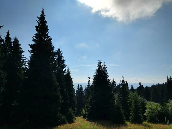 Güzel Yeşil Dağ Orman — Stok fotoğraf