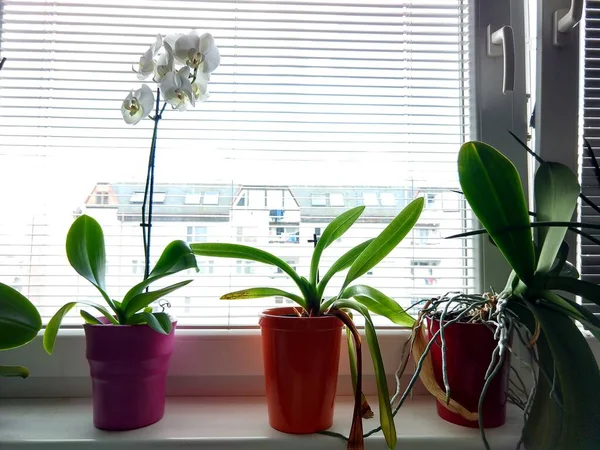 Plants Pots Window Room — ストック写真