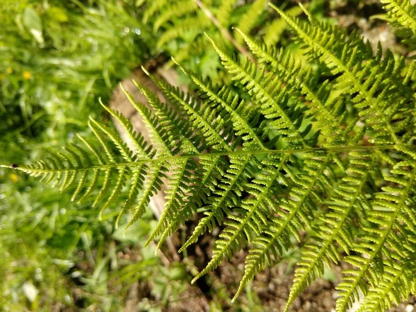 晴れた日に緑の草原 — ストック写真