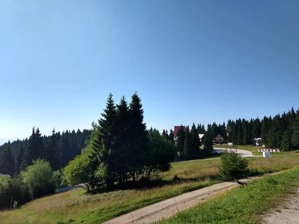 Mooie Groene Bergbos — Stockfoto