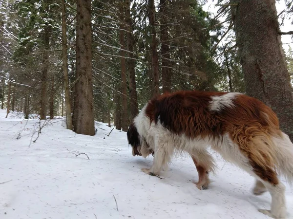 Köpek Kış Boyunca Karın Tadını Çıkarıyor Slovakya — Stok fotoğraf