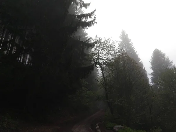 Schöner Nebliger Morgen Wald — Stockfoto