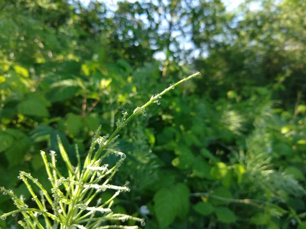 Pradera Verde Día Soleado —  Fotos de Stock