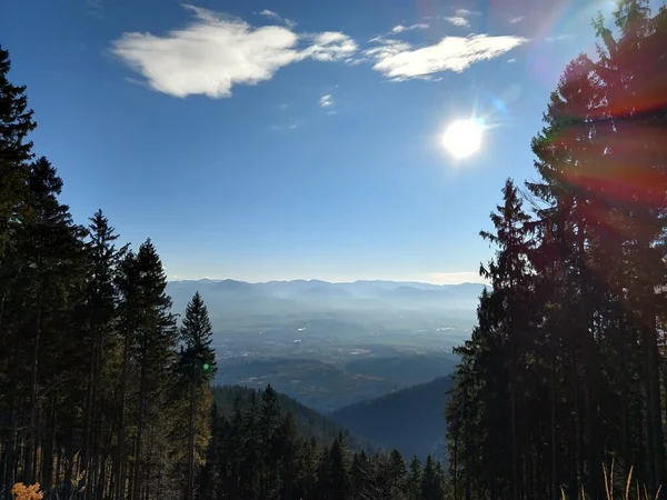 Pins Forêt Sur Fond — Photo