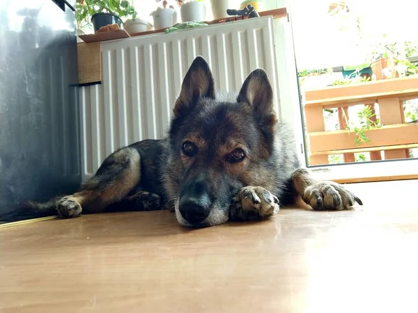 Hund Liegt Hause Auf Dem Boden — Stockfoto