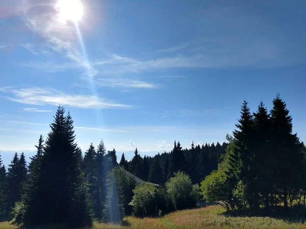 Schöner Grüner Bergwald — Stockfoto