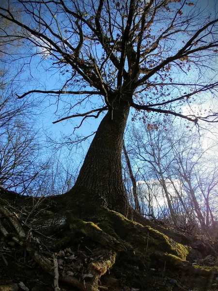 Grenar Träd Himlen Bakgrund — Stockfoto