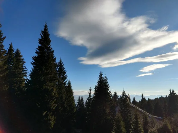 Kiefern Wald Hintergrund — Stockfoto