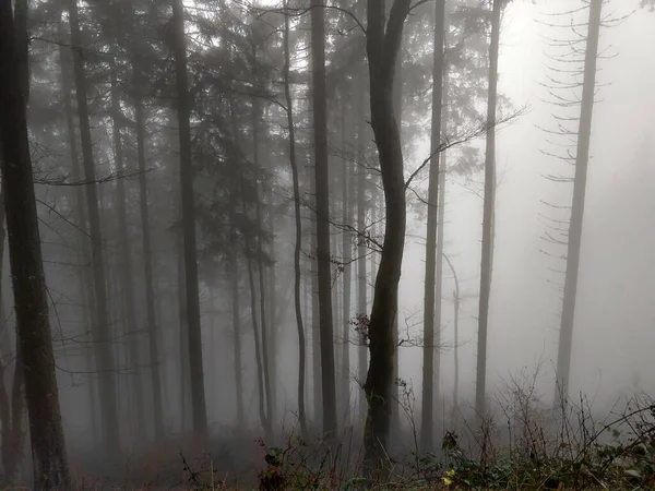 Красива Туманність Осінній Ліс — стокове фото