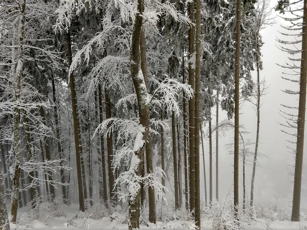 冬の間の雪の下の自然 スロバキア — ストック写真