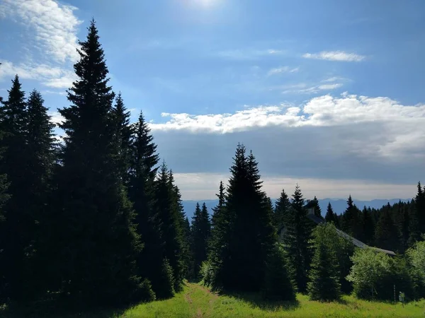 Güzel Yeşil Dağ Orman — Stok fotoğraf